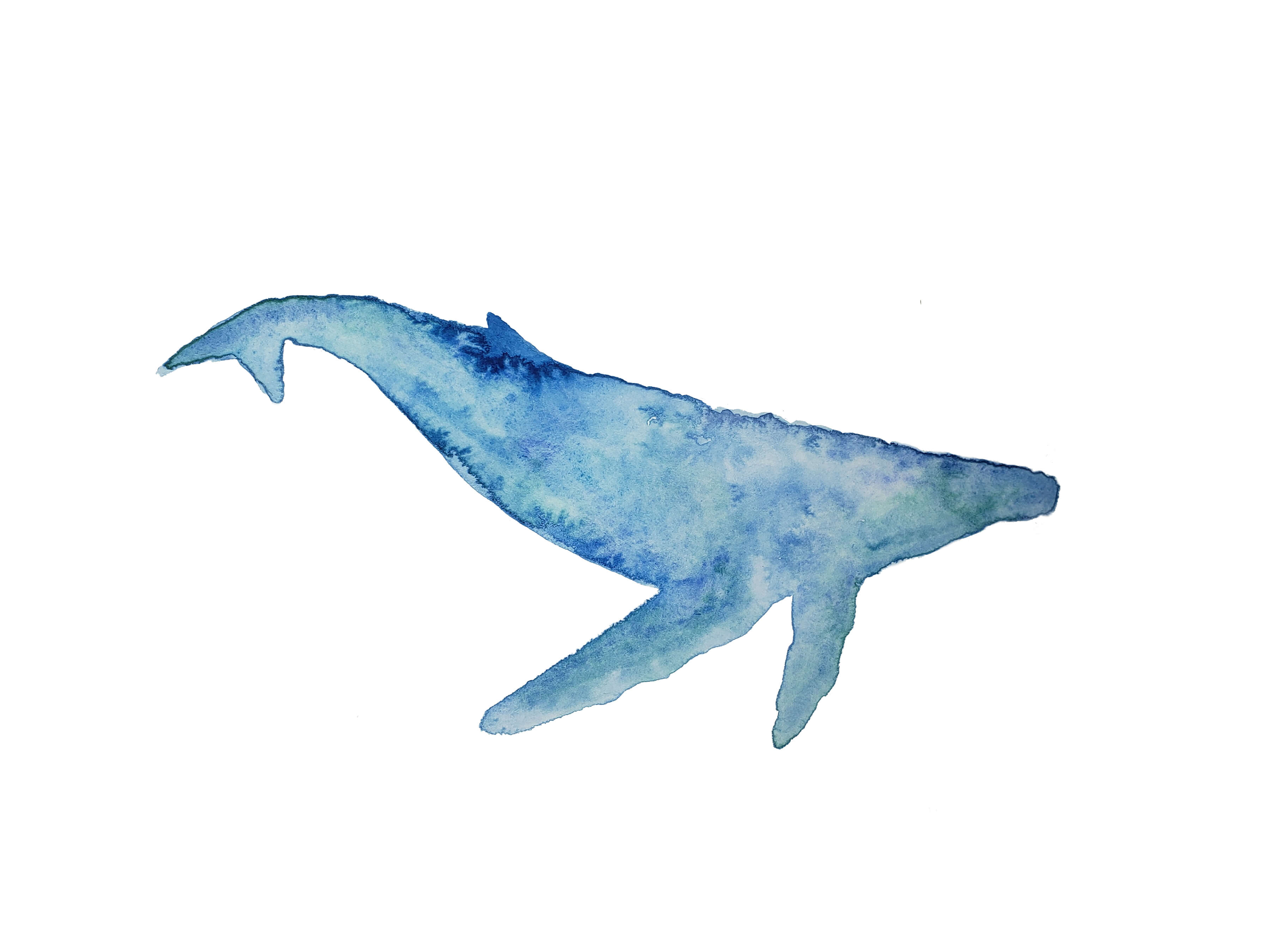 Willows Whale